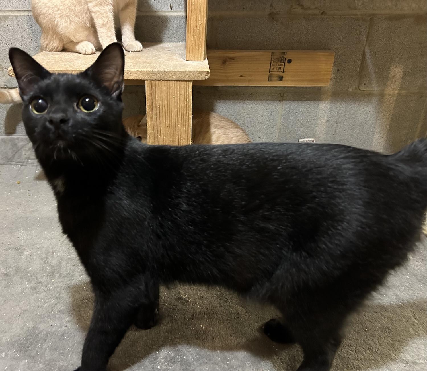 Obi (Special Adoption Fee), a Adoptable Domestic Short Hair in Smithfield, NC image 3/4