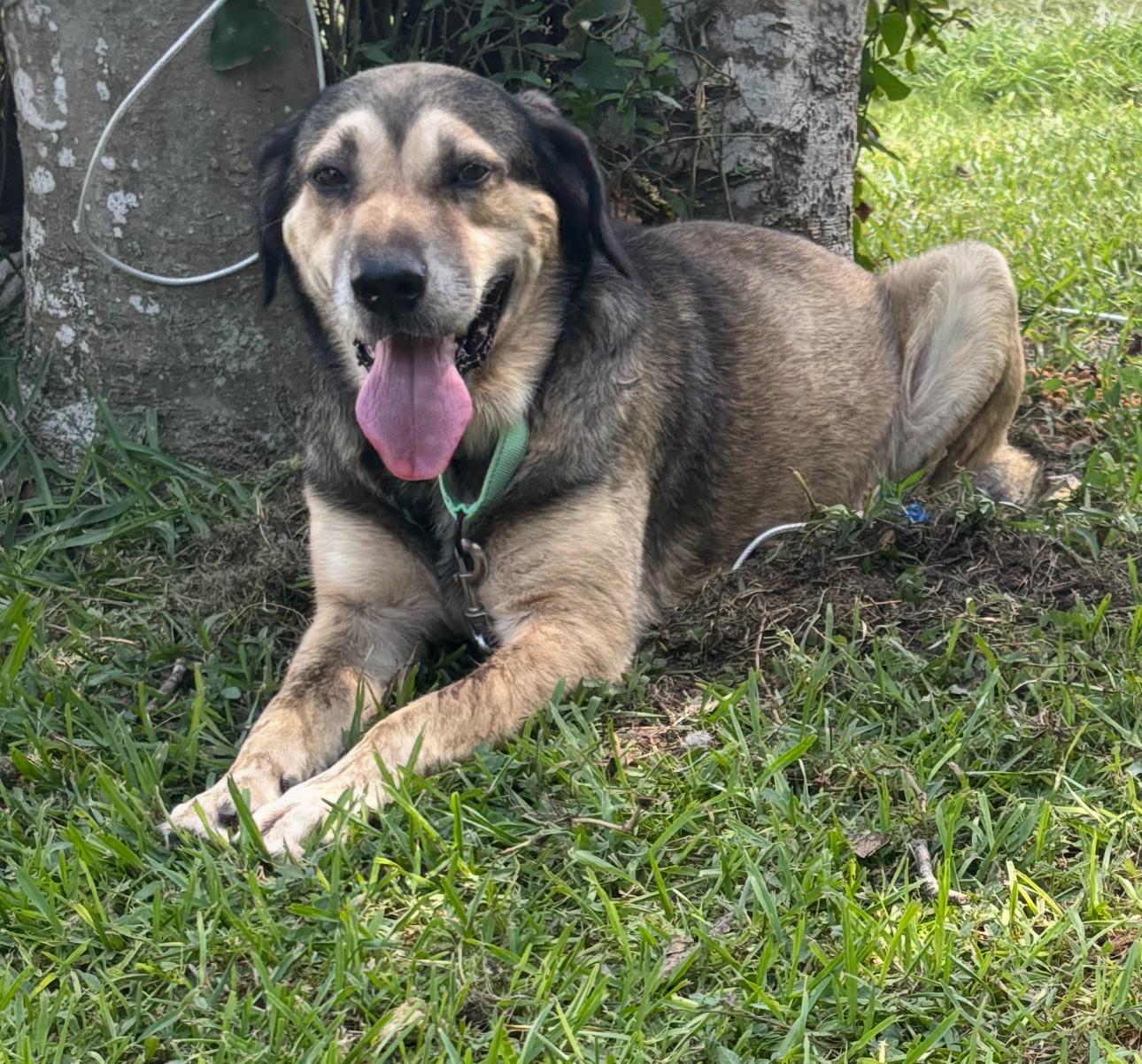 Moose - Local Oct 31-Nov 2