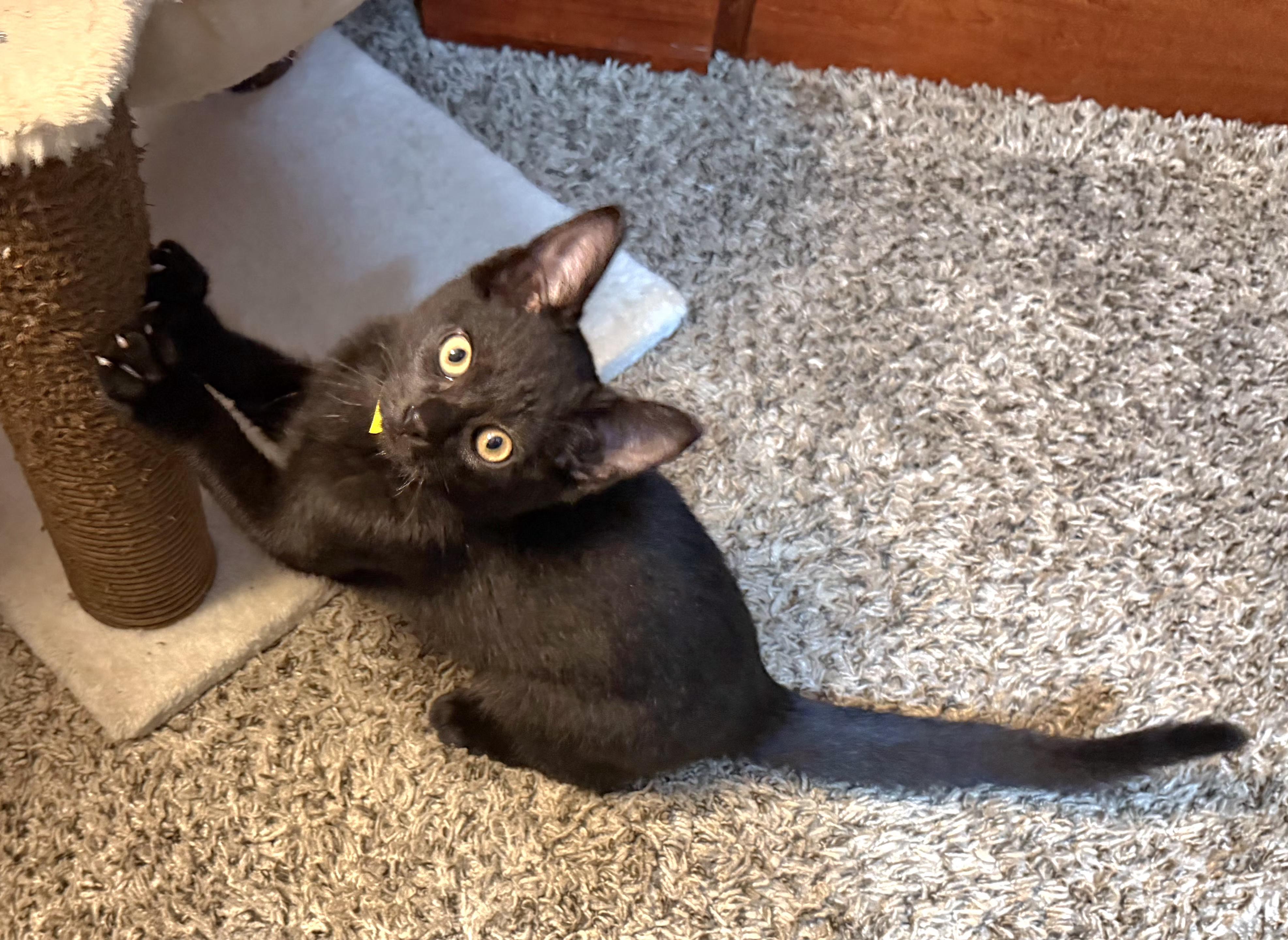 Enlarge Bear, an adopted Domestic Short Hair in Springfield, OR image 2/5