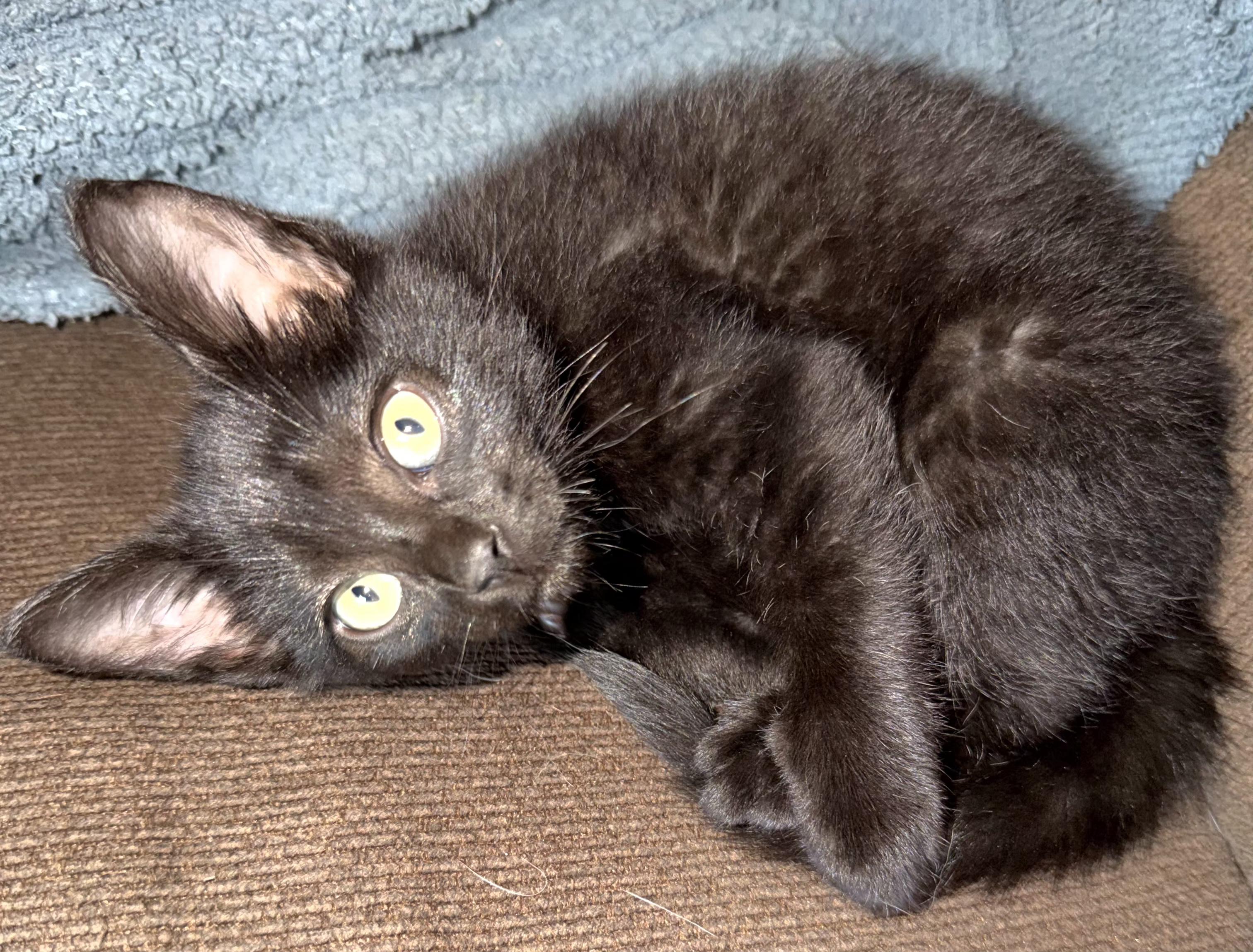 Enlarge Bear, an adopted Domestic Short Hair in Springfield, OR image 1/5