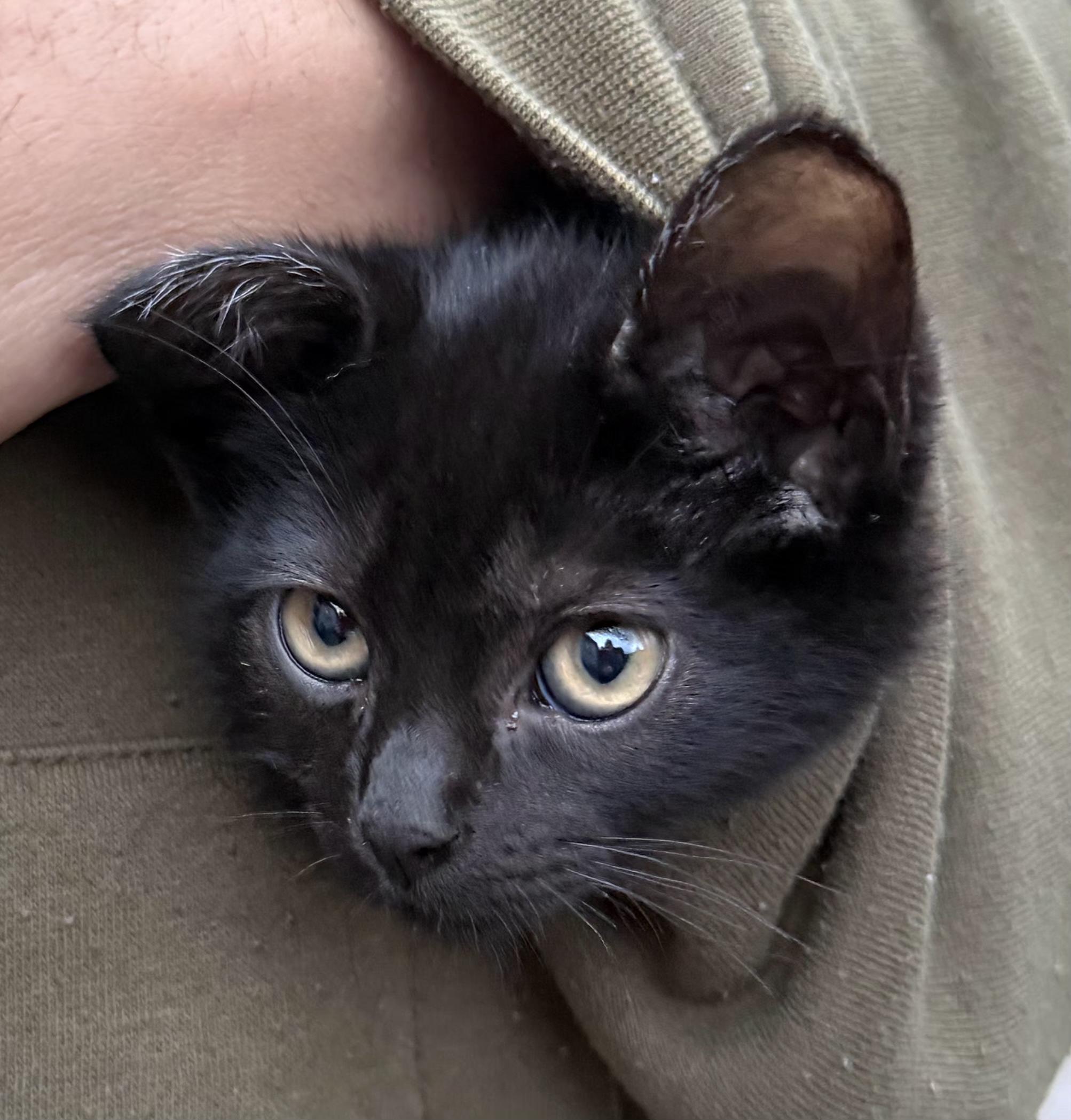 Enlarge Bear, an adopted Domestic Short Hair in Springfield, OR image 3/5
