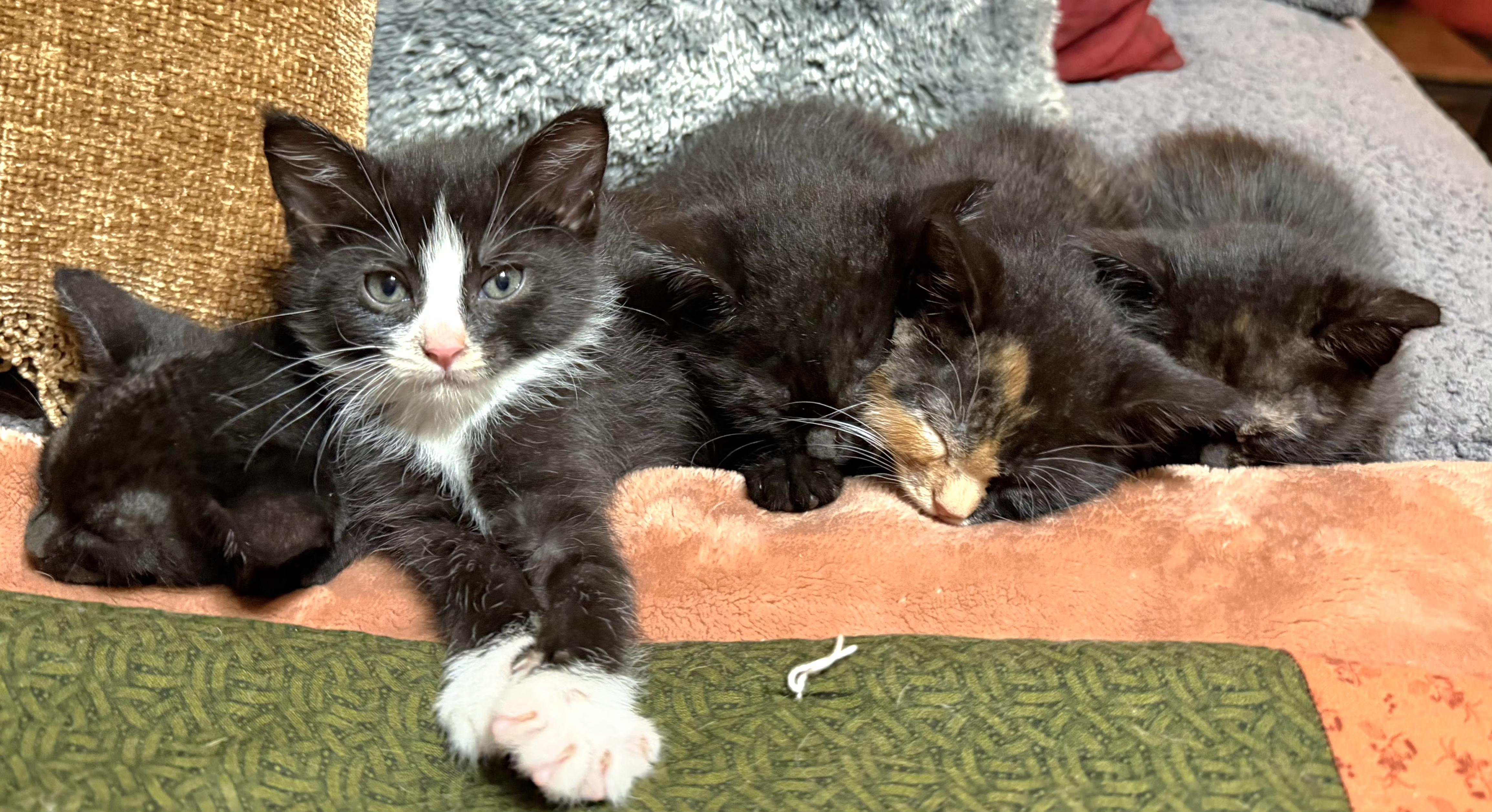 Enlarge Bear, an adopted Domestic Short Hair in Springfield, OR image 4/5