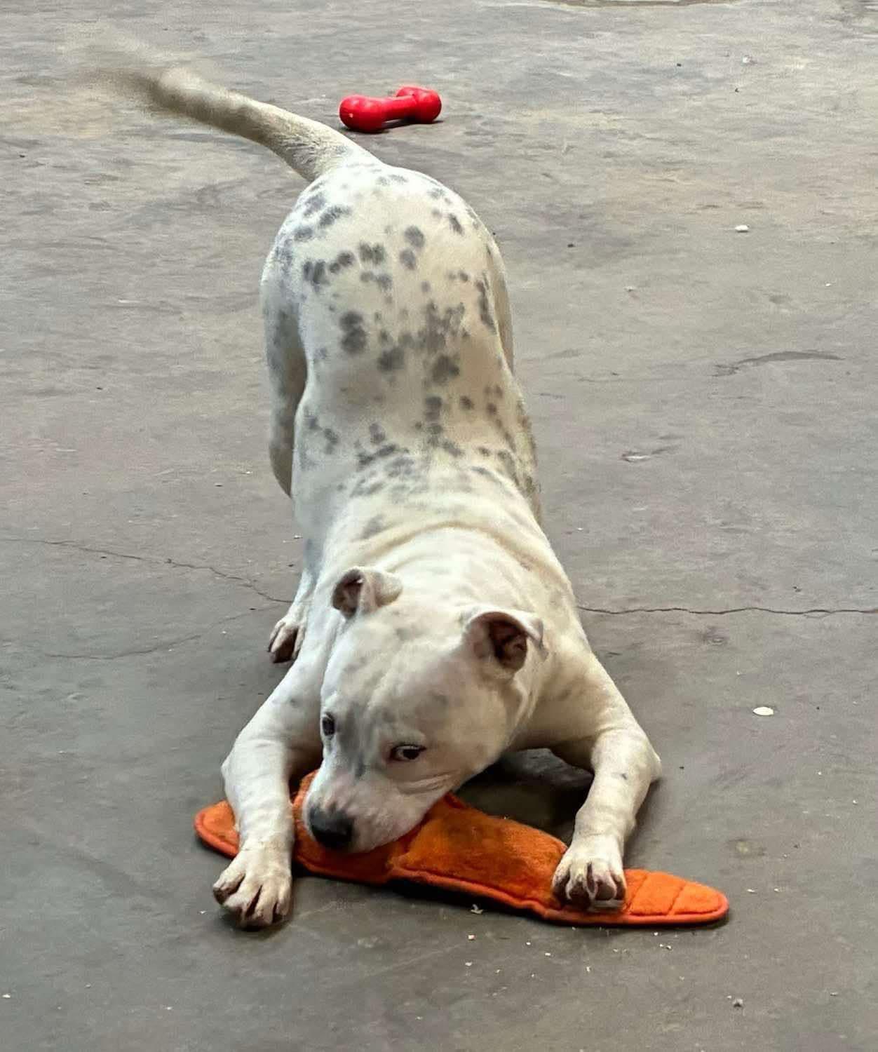 Enlarge Amelia Bedelia, a ADOPTABLE mixed breed in Oregon, WI image 2/2