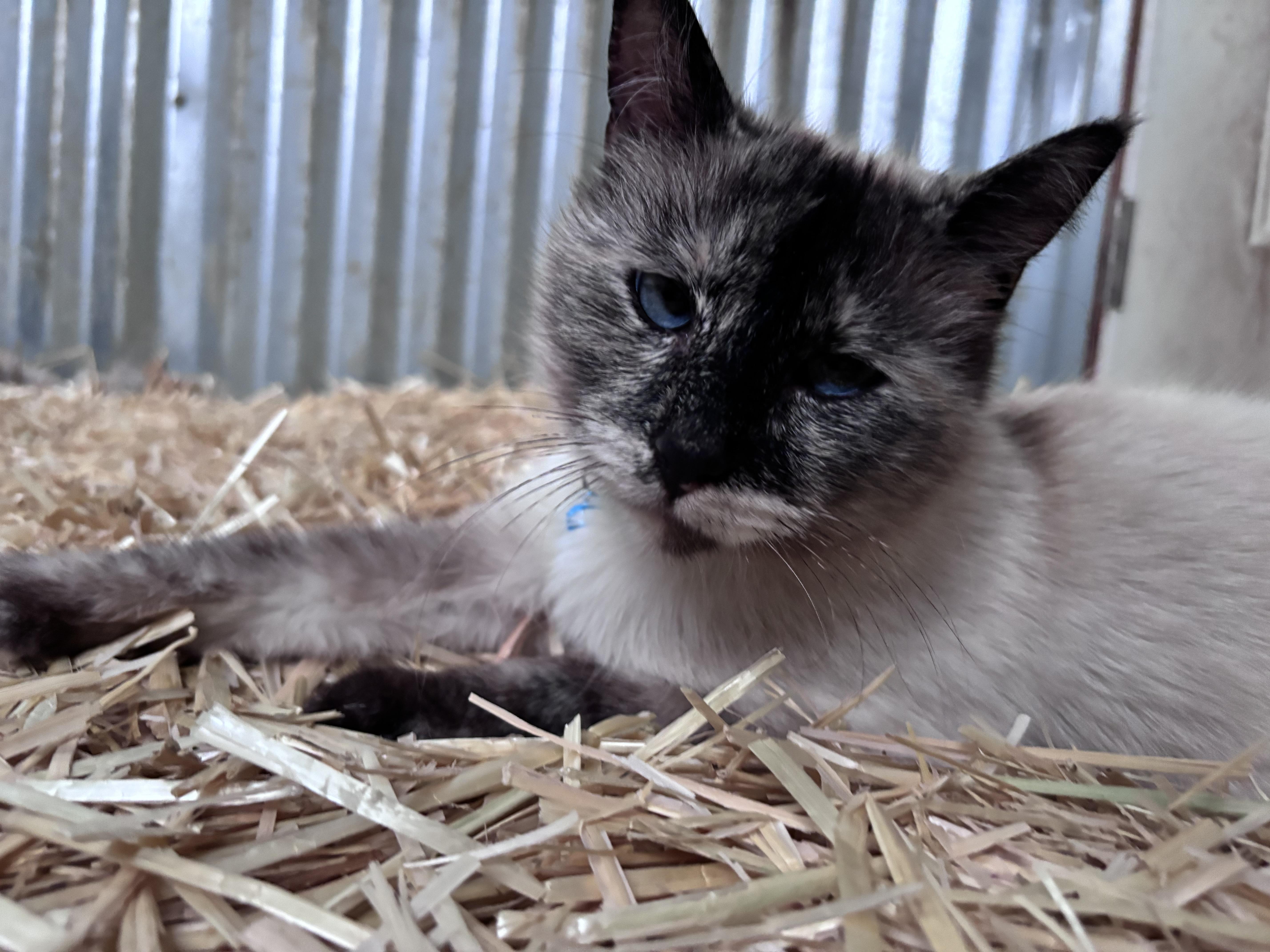 Snowball, a Adoptable mixed breed in San Diego, CA image 3/3