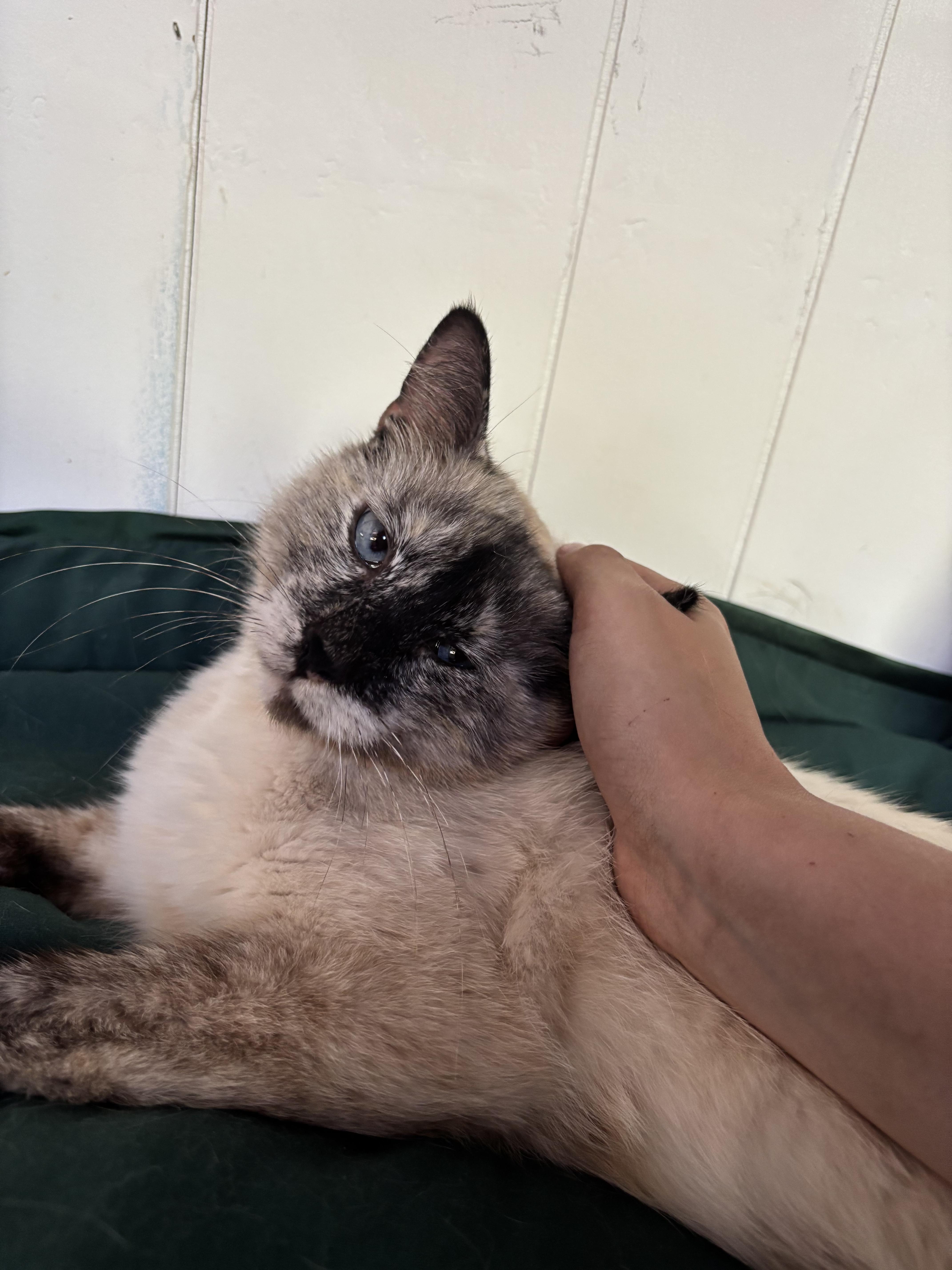 Snowball, Adoptable, Adult Female Siamese.