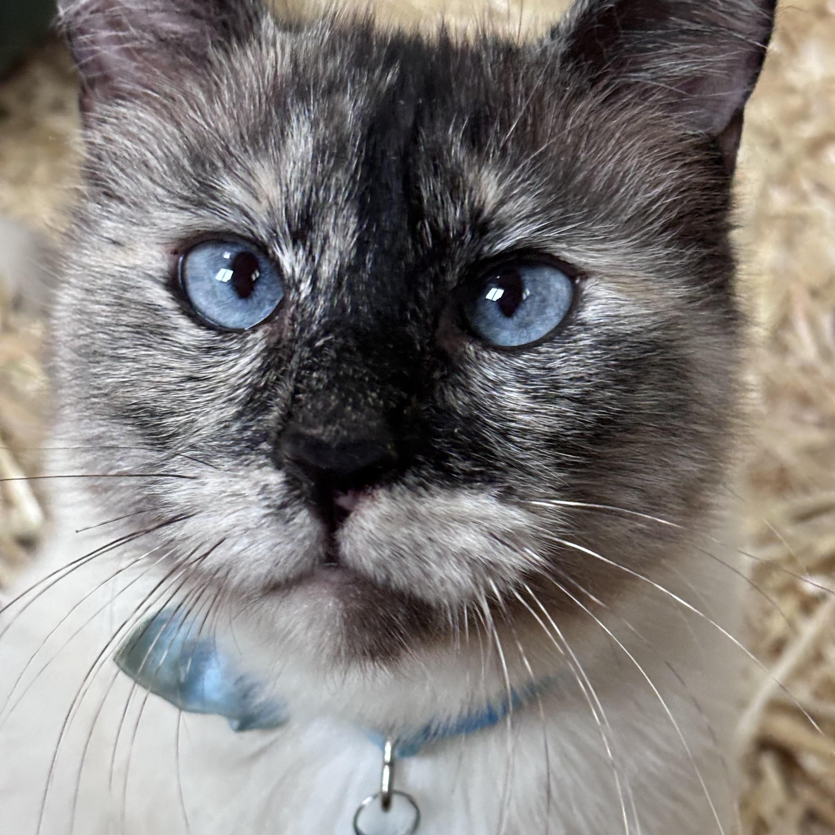 Snowball, Adoptable, Adult Female Siamese.