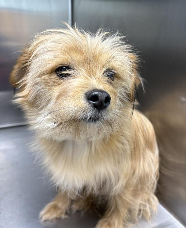 Chibi, Adoptable, Adult Female Chihuahua & Yorkshire Terrier.