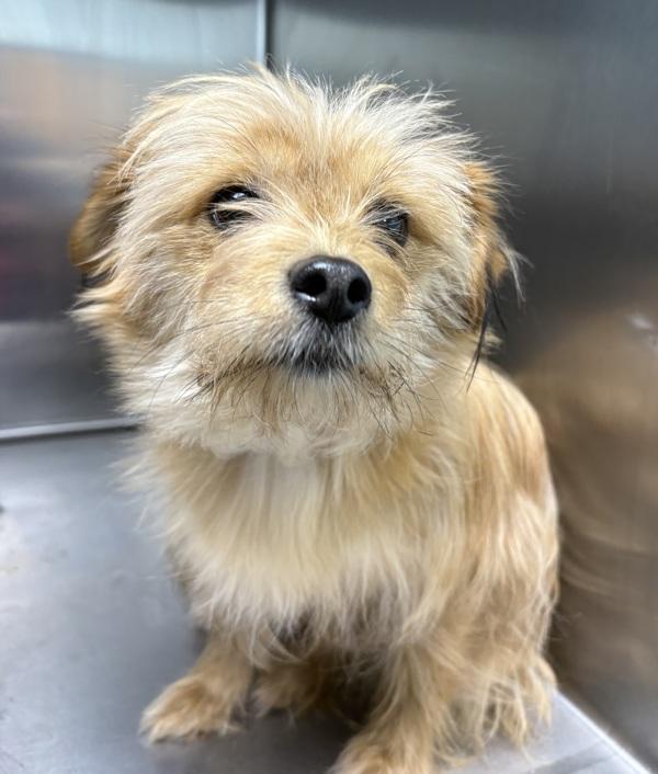 Enlarge Chibi, a Adoptable mixed breed in Sioux City, IA image 2/3