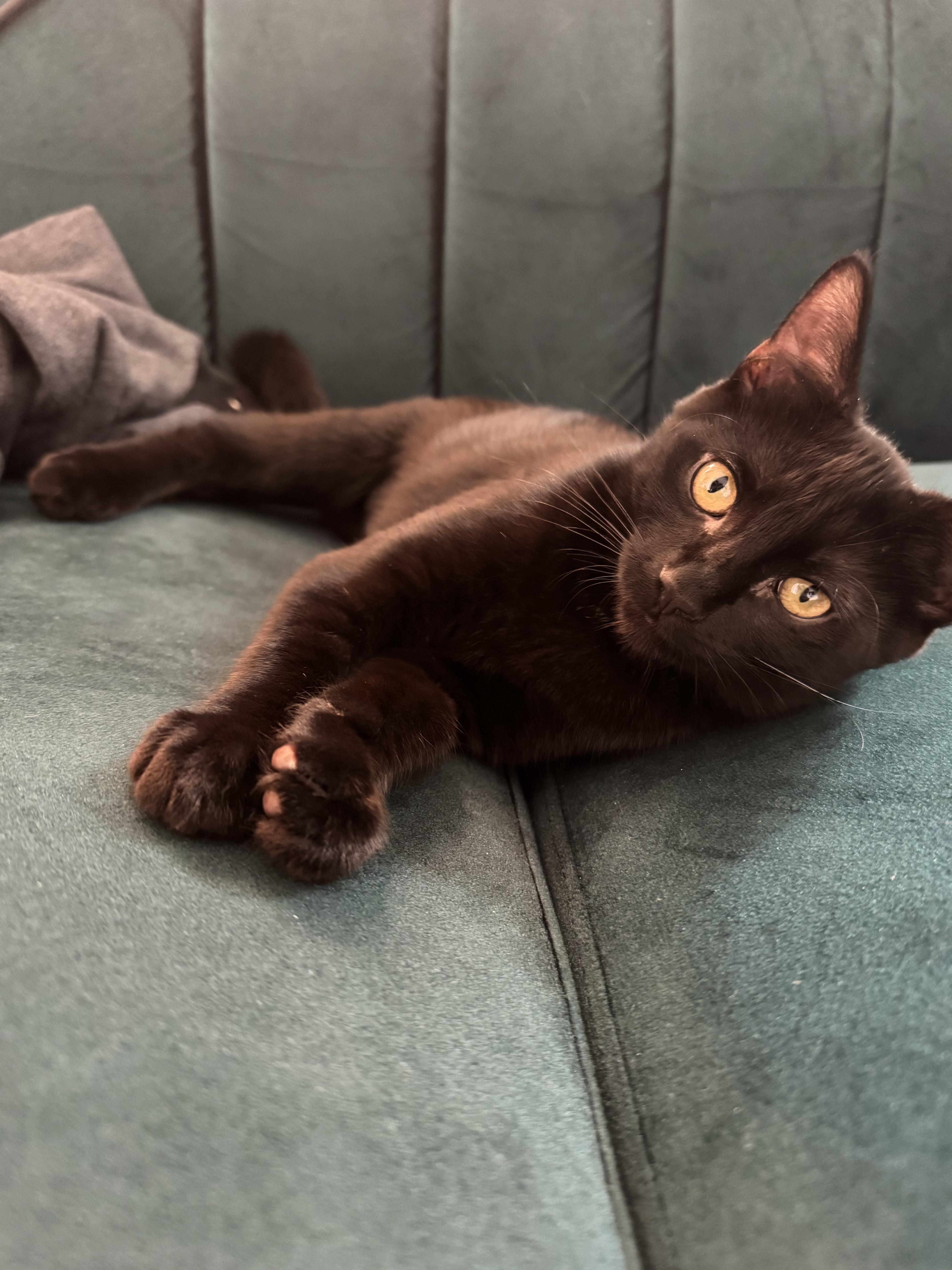 Rosalie, a Adoptable Domestic Short Hair in Columbus, OH image 4/6