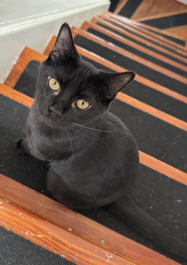 Rosalie, a Adoptable Domestic Short Hair in Columbus, OH image 2/6