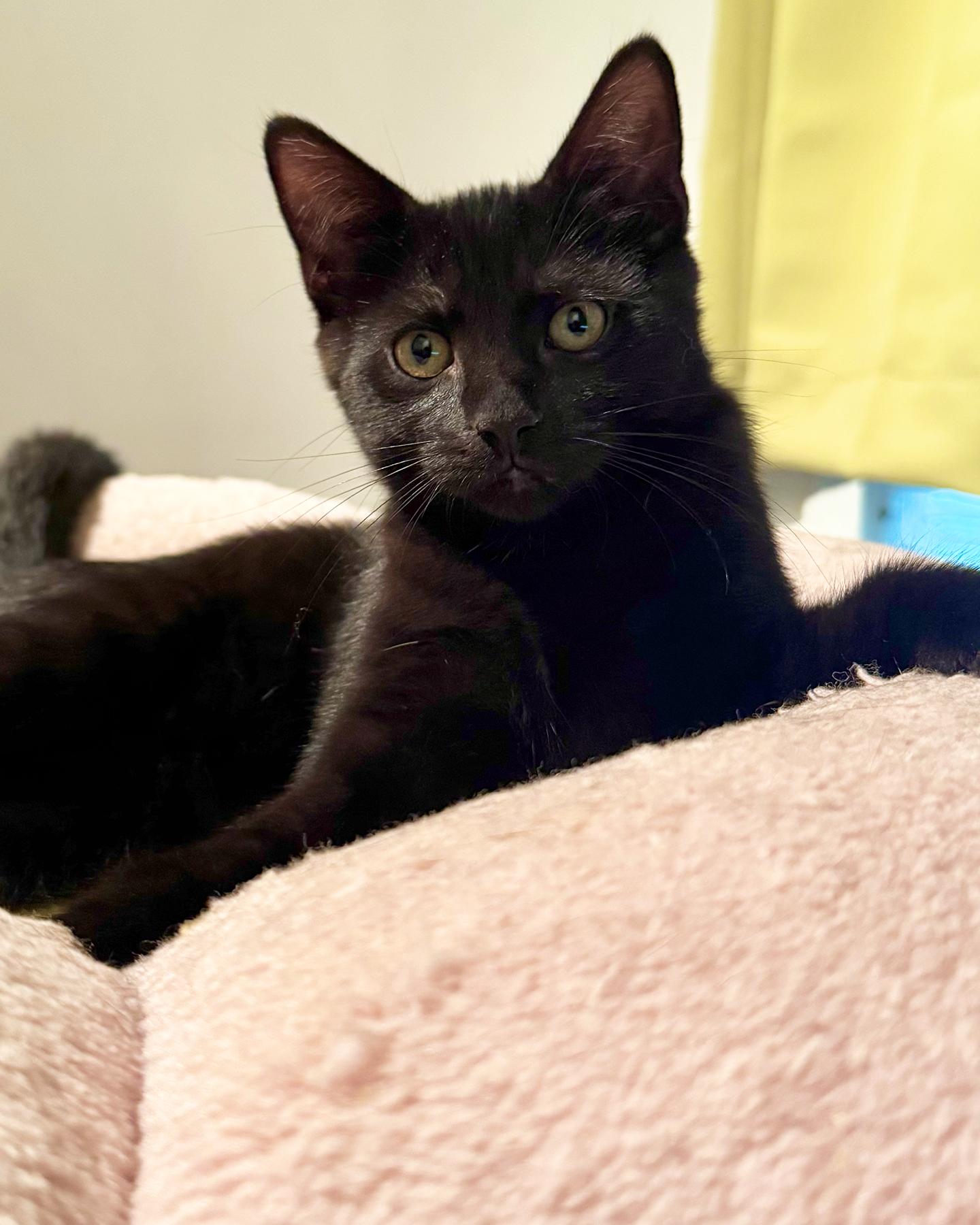 Rosalie, a Adoptable Domestic Short Hair in Columbus, OH image 3/6