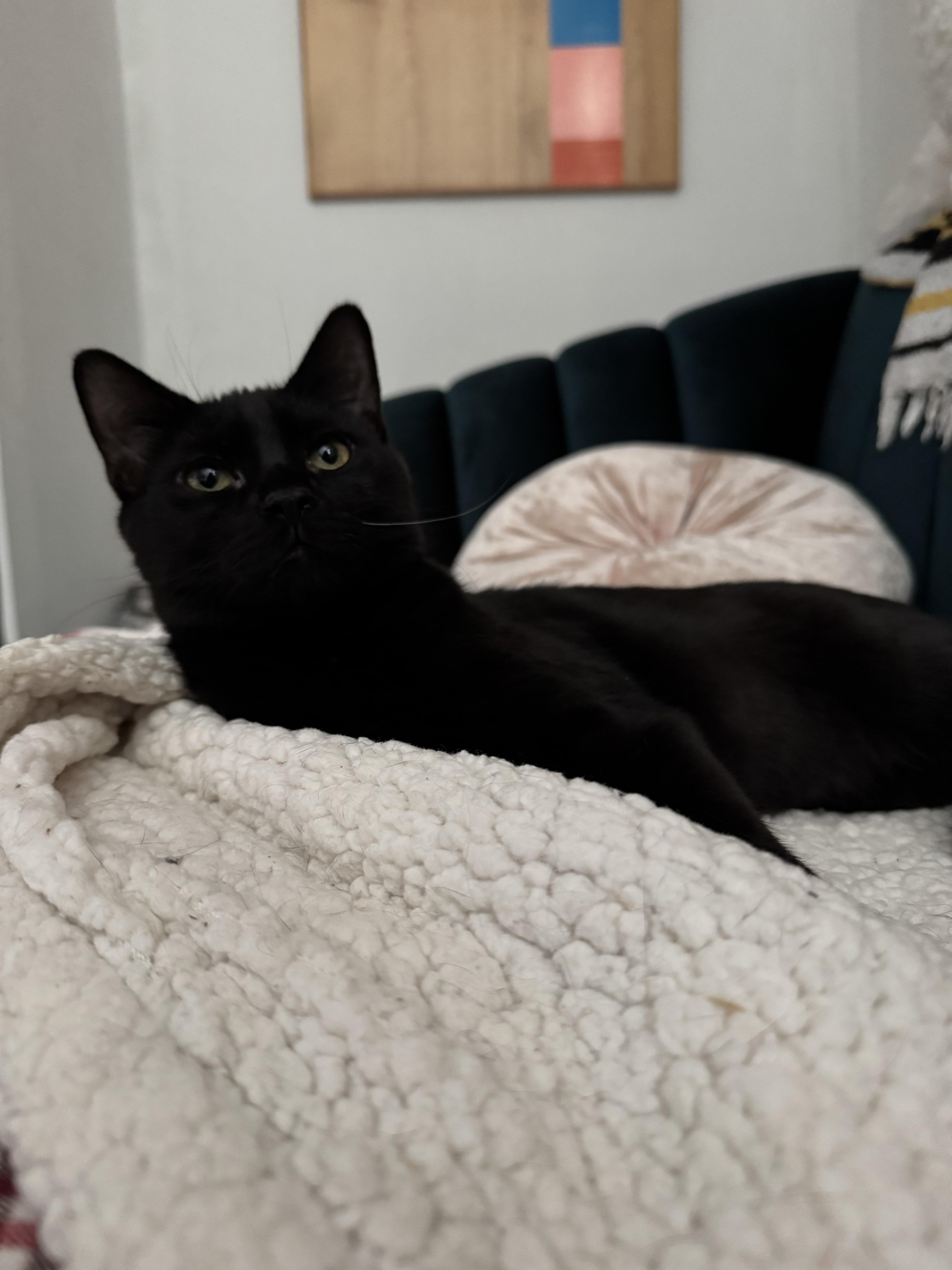 Rosalie, a Adoptable Domestic Short Hair in Columbus, OH image 6/6