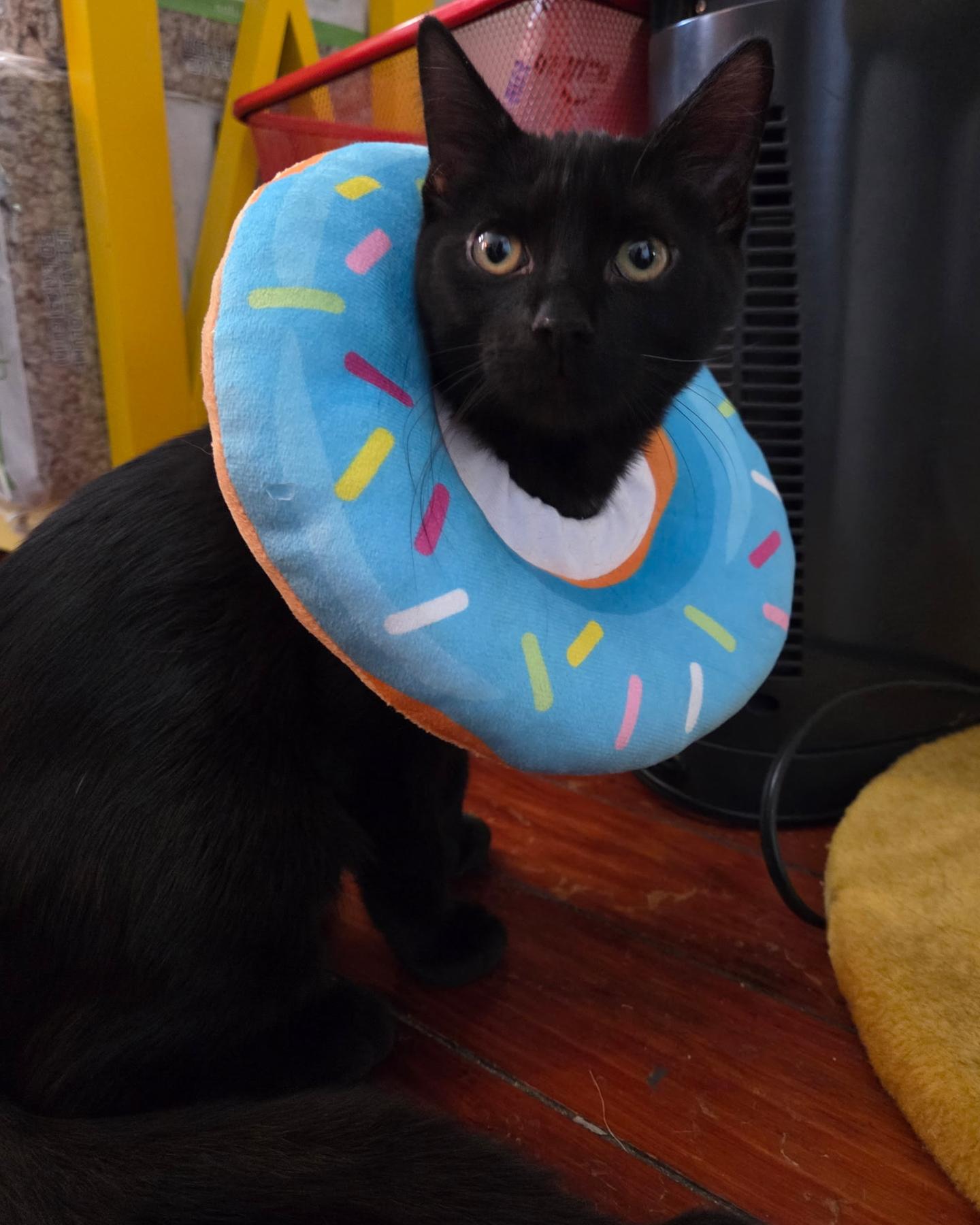 Rosalie, a Adoptable Domestic Short Hair in Columbus, OH image 5/6