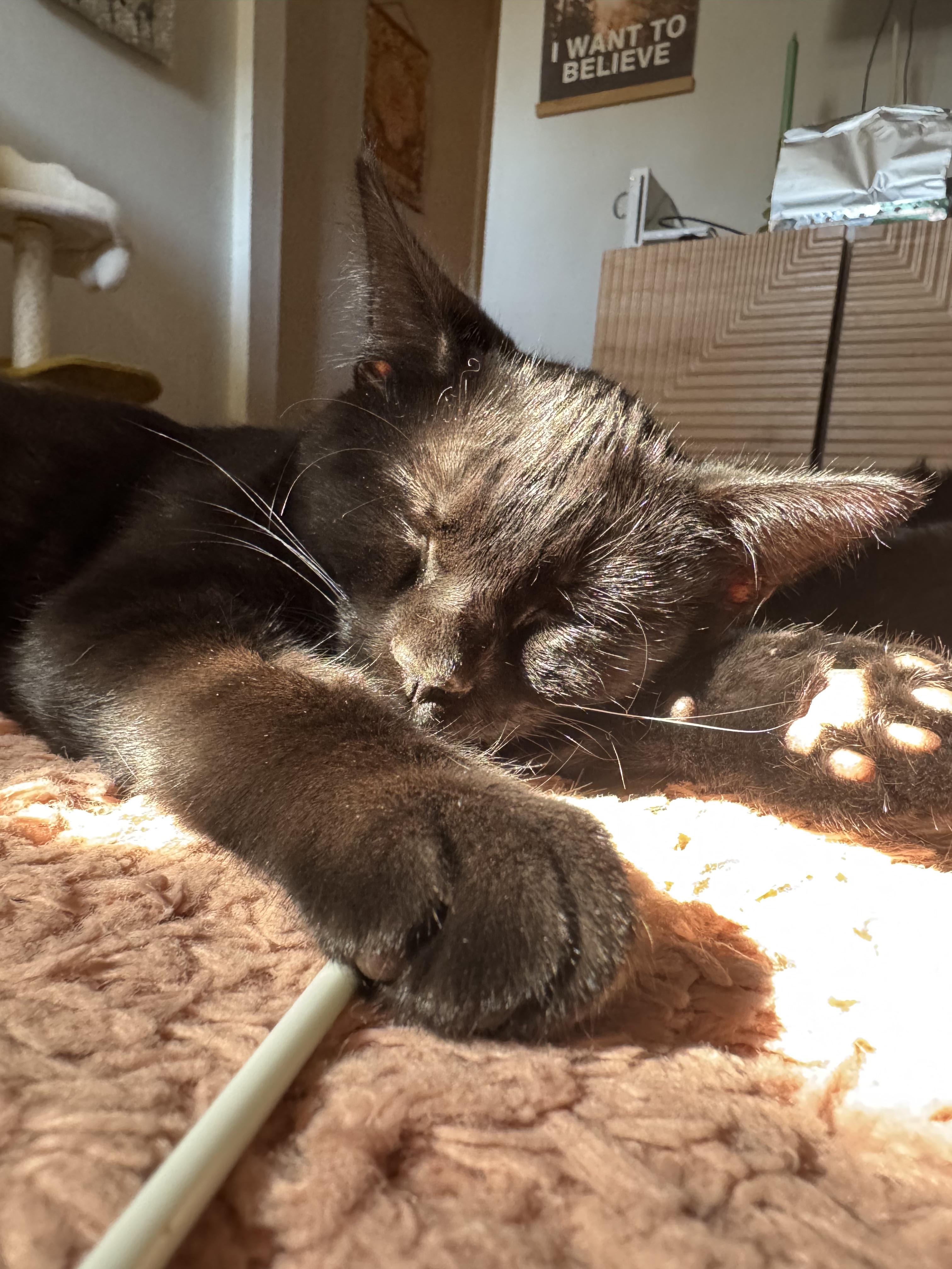 Rosalie, a Adoptable Domestic Short Hair in Columbus, OH image 1/6