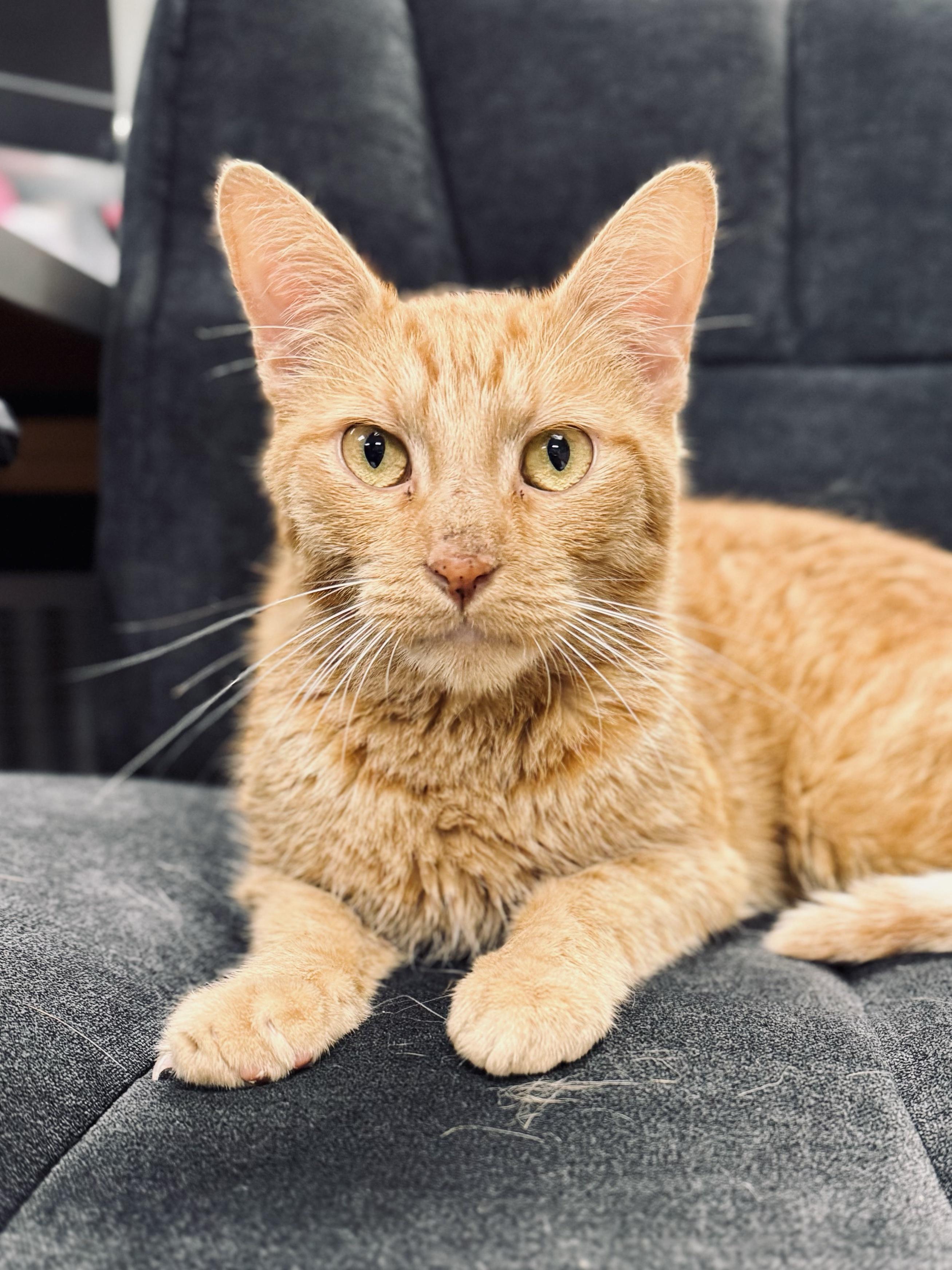 Sunrise, Adoptable, Young Male Domestic Short Hair.