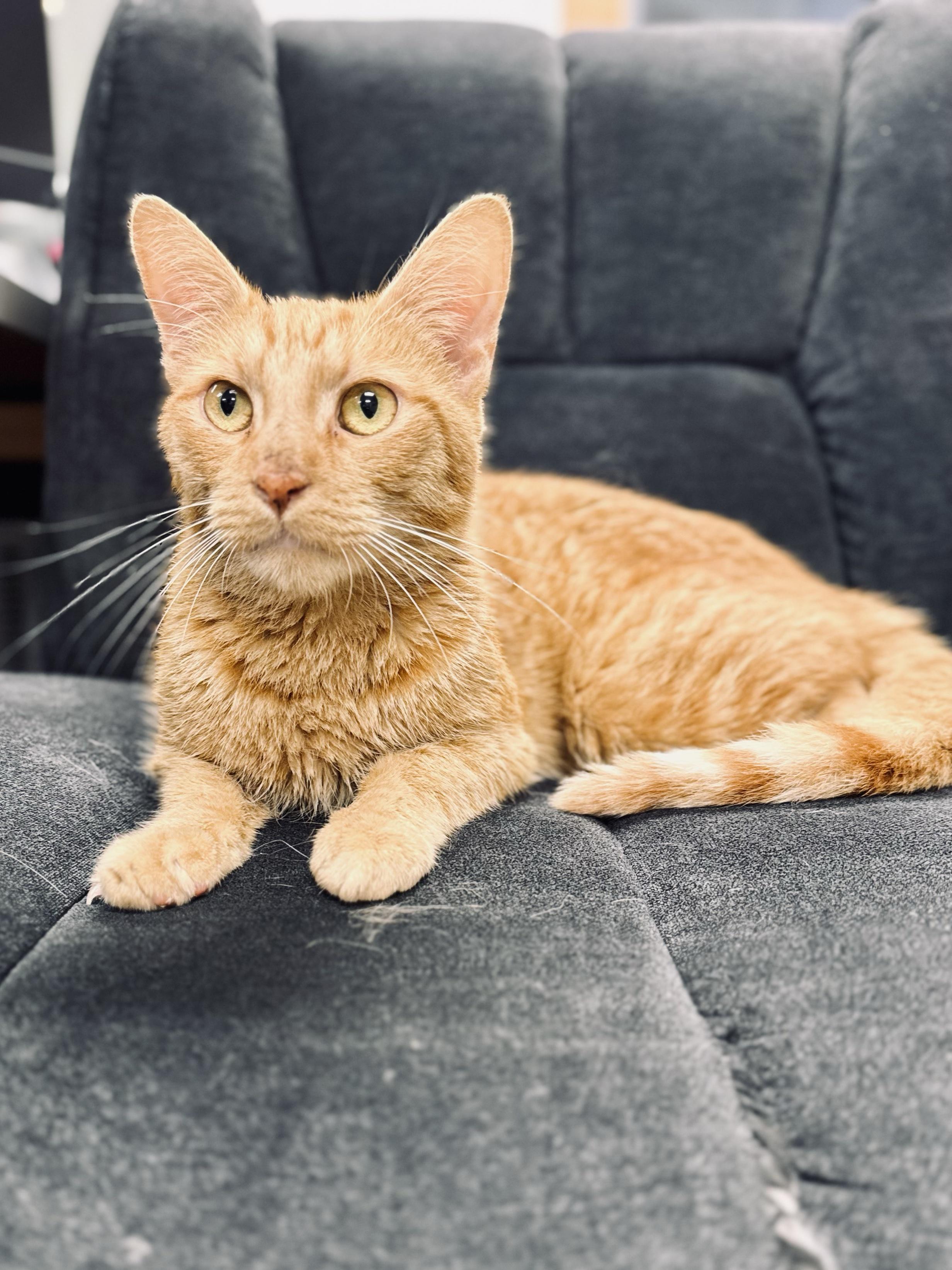 Enlarge Sunrise, a Adoptable Domestic Short Hair in Midland, MI image 3/3