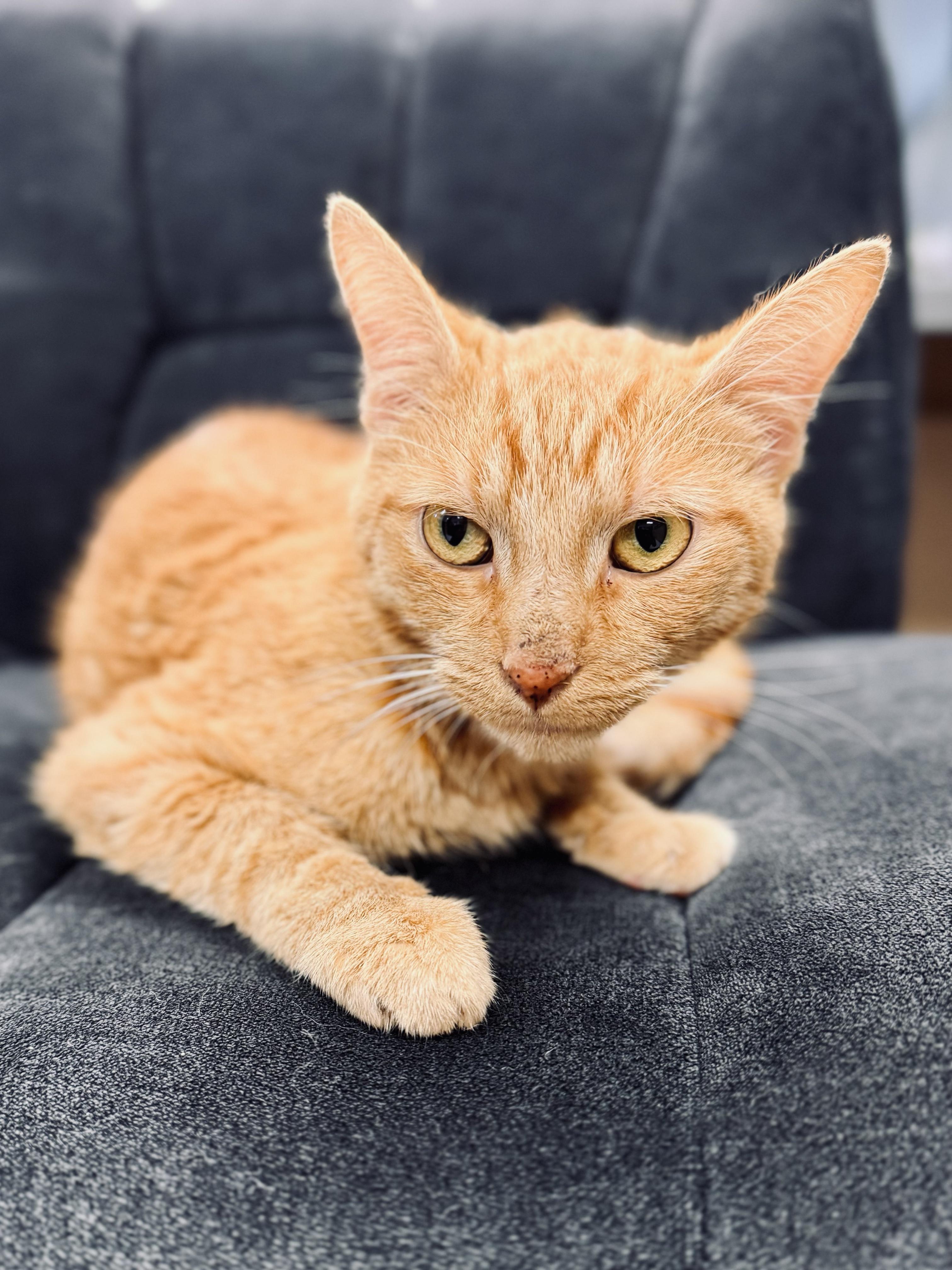 Enlarge Sunrise, a Adoptable Domestic Short Hair in Midland, MI image 2/3