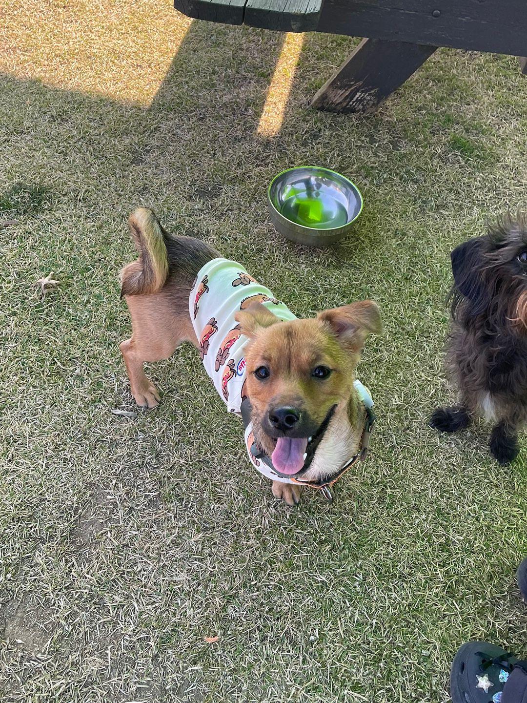 Enlarge Toby, a Adopted mixed breed in North York, ON image 2/5