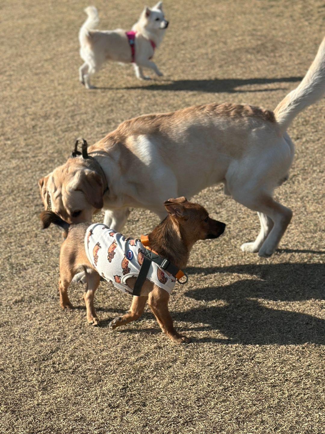 Enlarge Toby, a Adopted mixed breed in North York, ON image 4/5