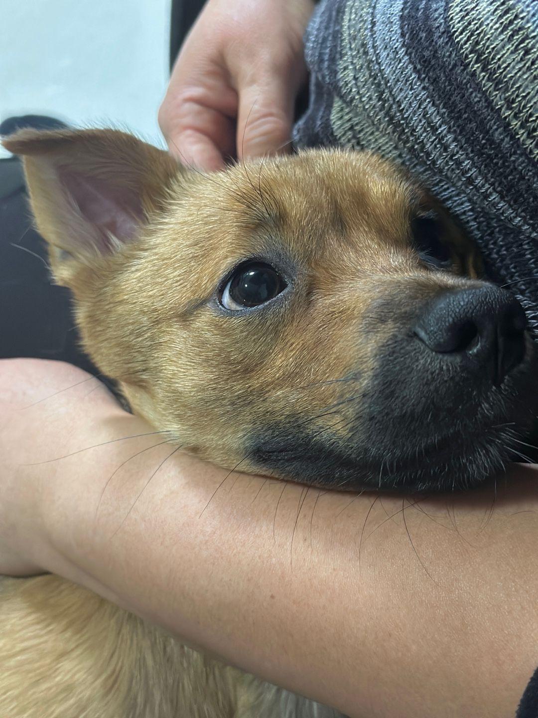 Enlarge Toby, a Adopted mixed breed in North York, ON image 5/5