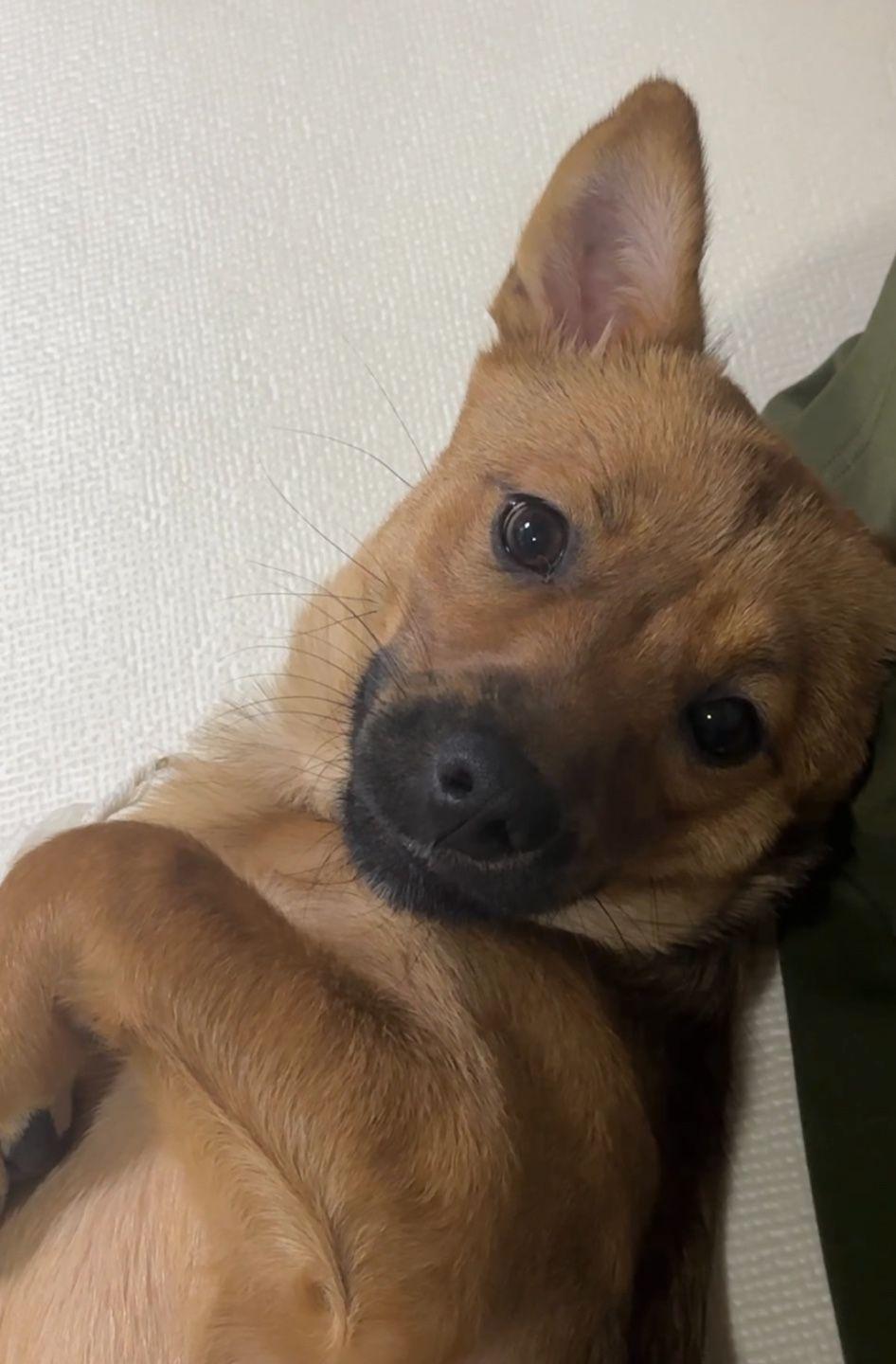 Toby, Adopted, Young Male Terrier.