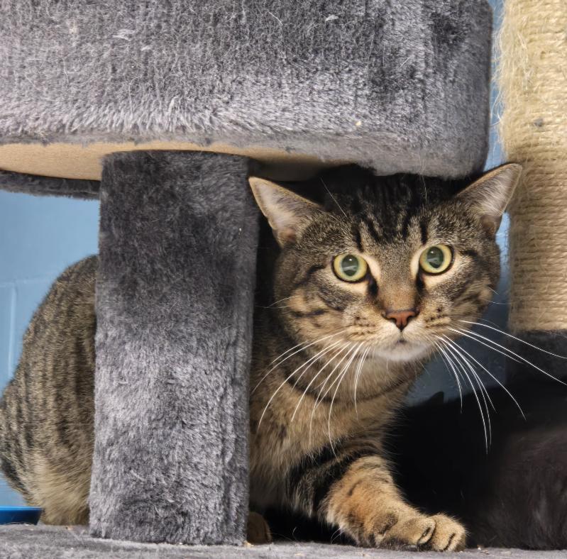 Enlarge Hatto, an adopted Domestic Short Hair in Yorkville, IL image 1/1