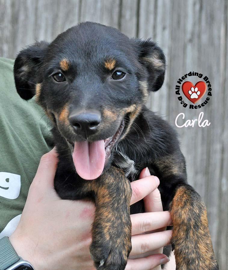 Carla, Young Female unknown