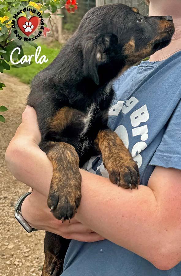 Carla photo 4