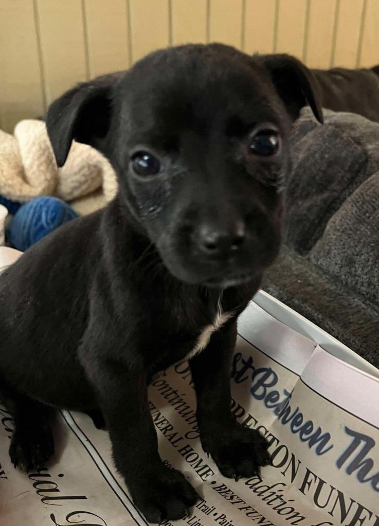 Blanche, Adopted, Young Female Labrador Retriever & American Staffordshire Terrier.