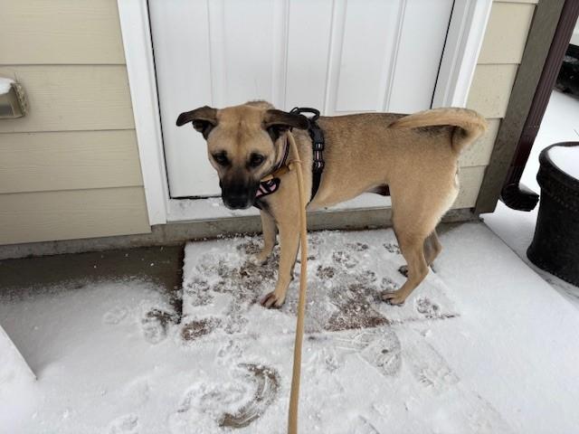 Girl Scout Mom, an adoptable Black Mouth Cur in Hawk Point, MO, 63349 | Photo Image 4