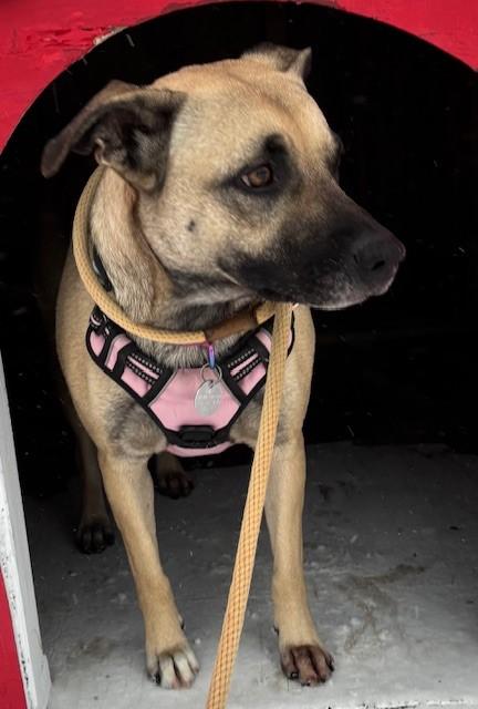 Girl Scout Mom, a Adoptable Black Mouth Cur in Hawk Point, MO image 1/5