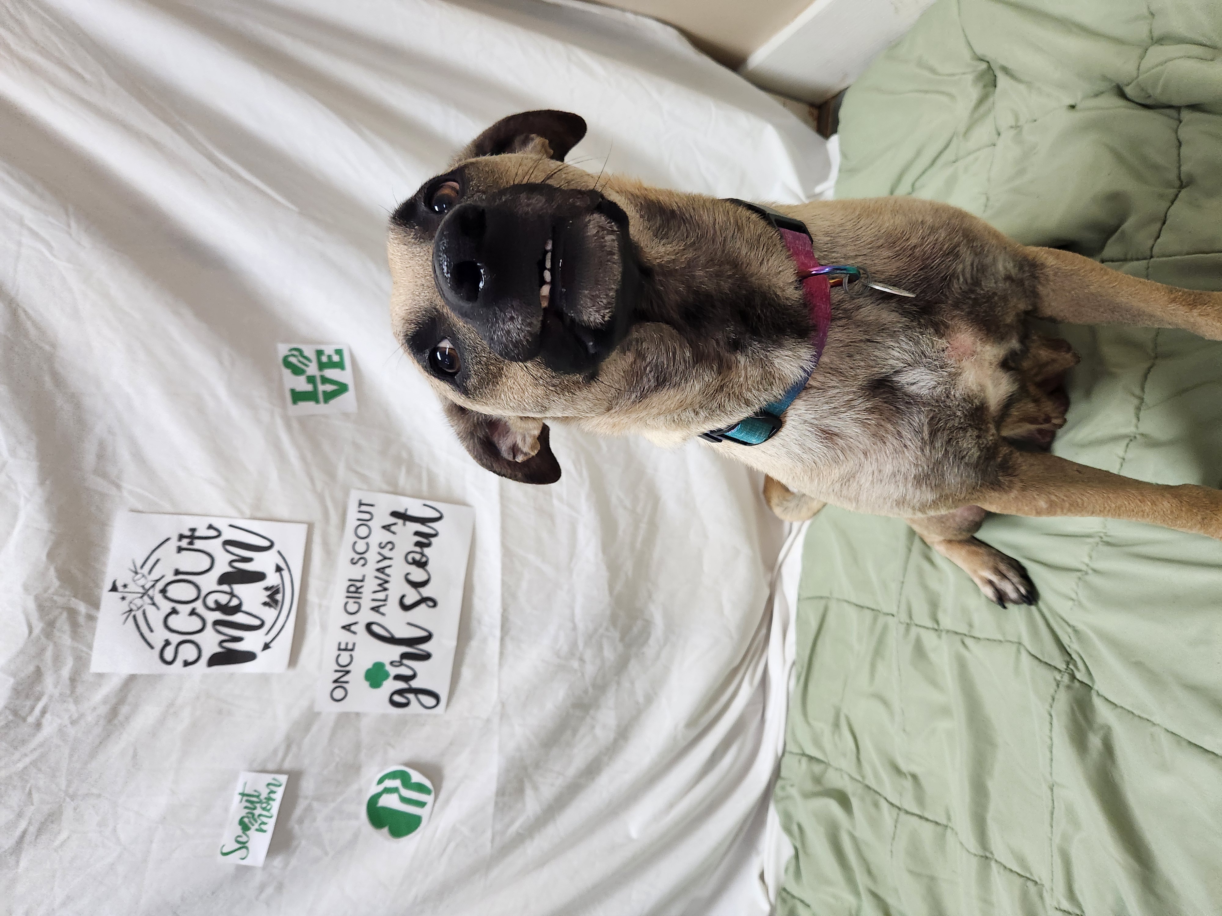 Girl Scout Mom, a Adoptable Black Mouth Cur in Hawk Point, MO image 3/5