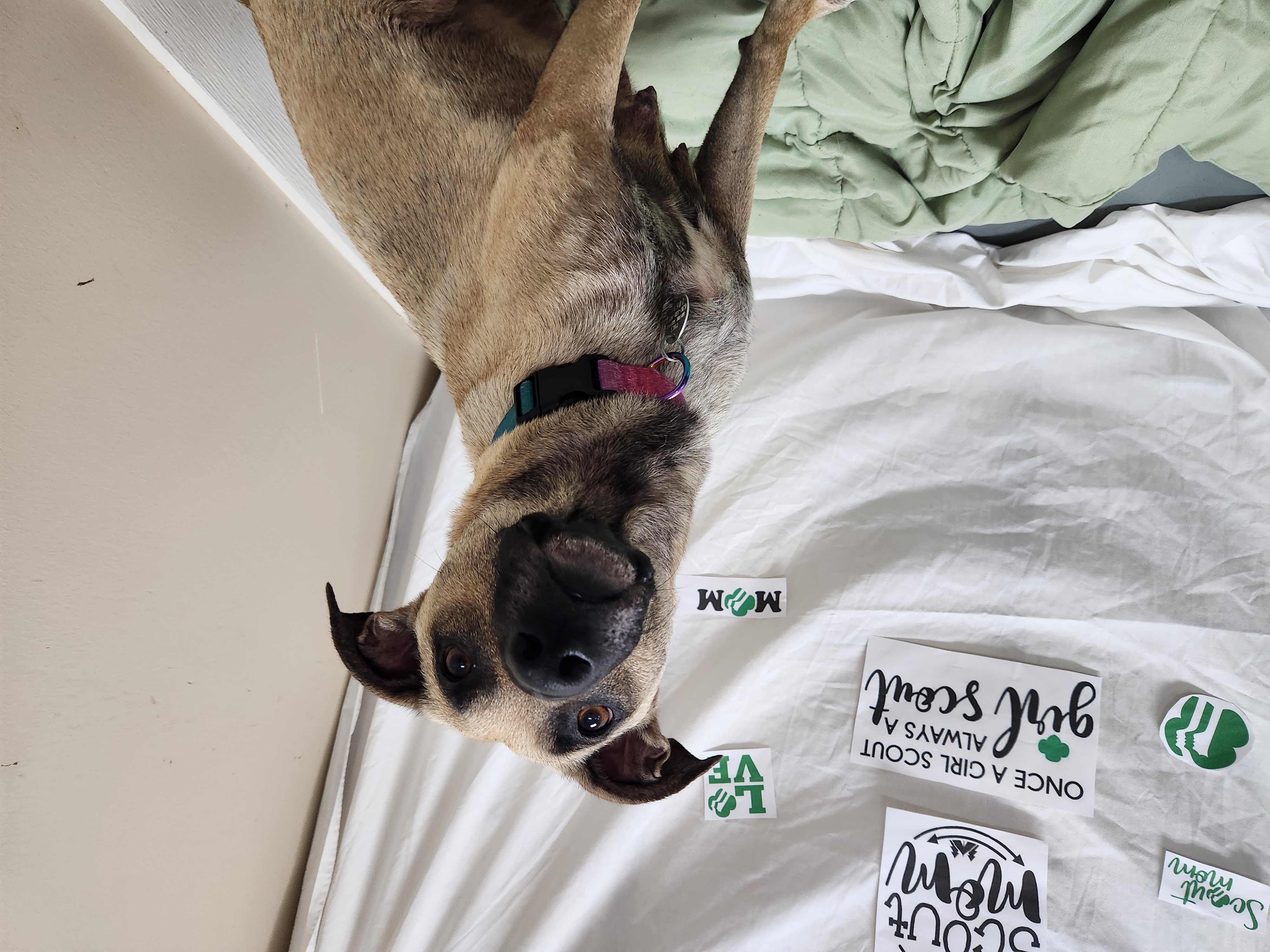 Girl Scout Mom, a Adoptable Black Mouth Cur in Hawk Point, MO image 4/5