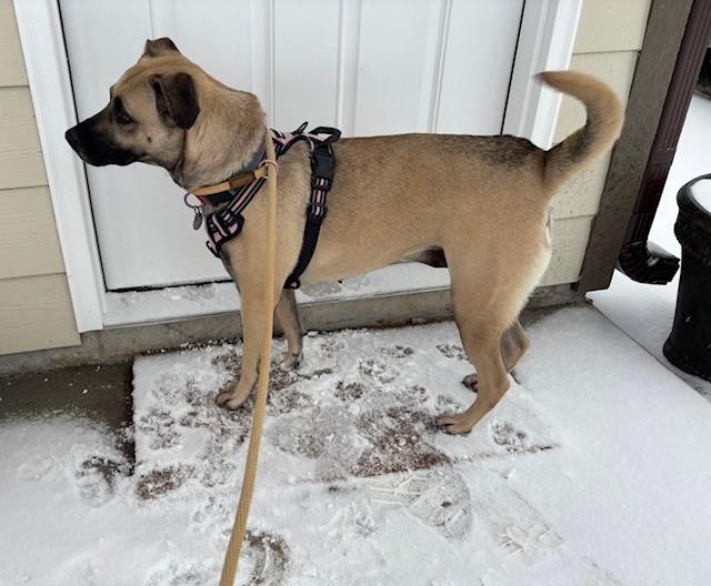 Girl Scout Mom, a Adoptable Black Mouth Cur in Hawk Point, MO image 5/5