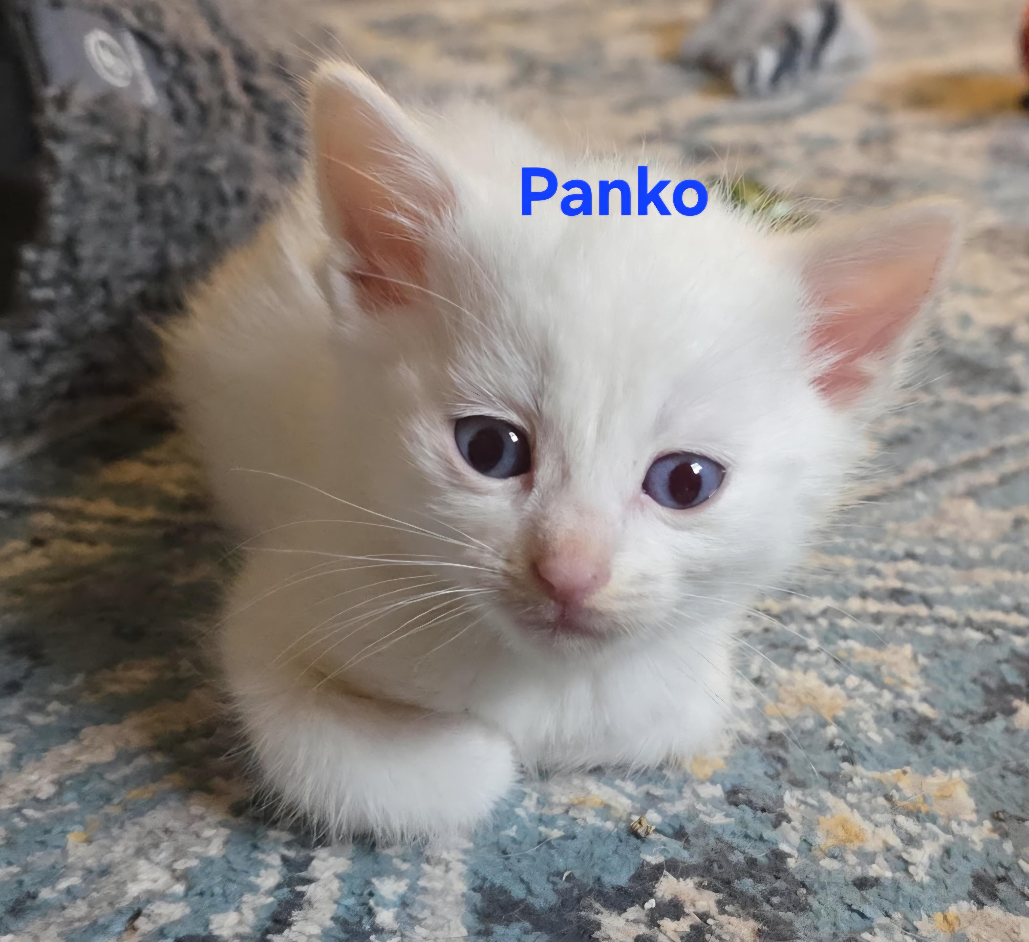Enlarge Panko, a Adopted mixed breed in Jamesville, NY image 1/2