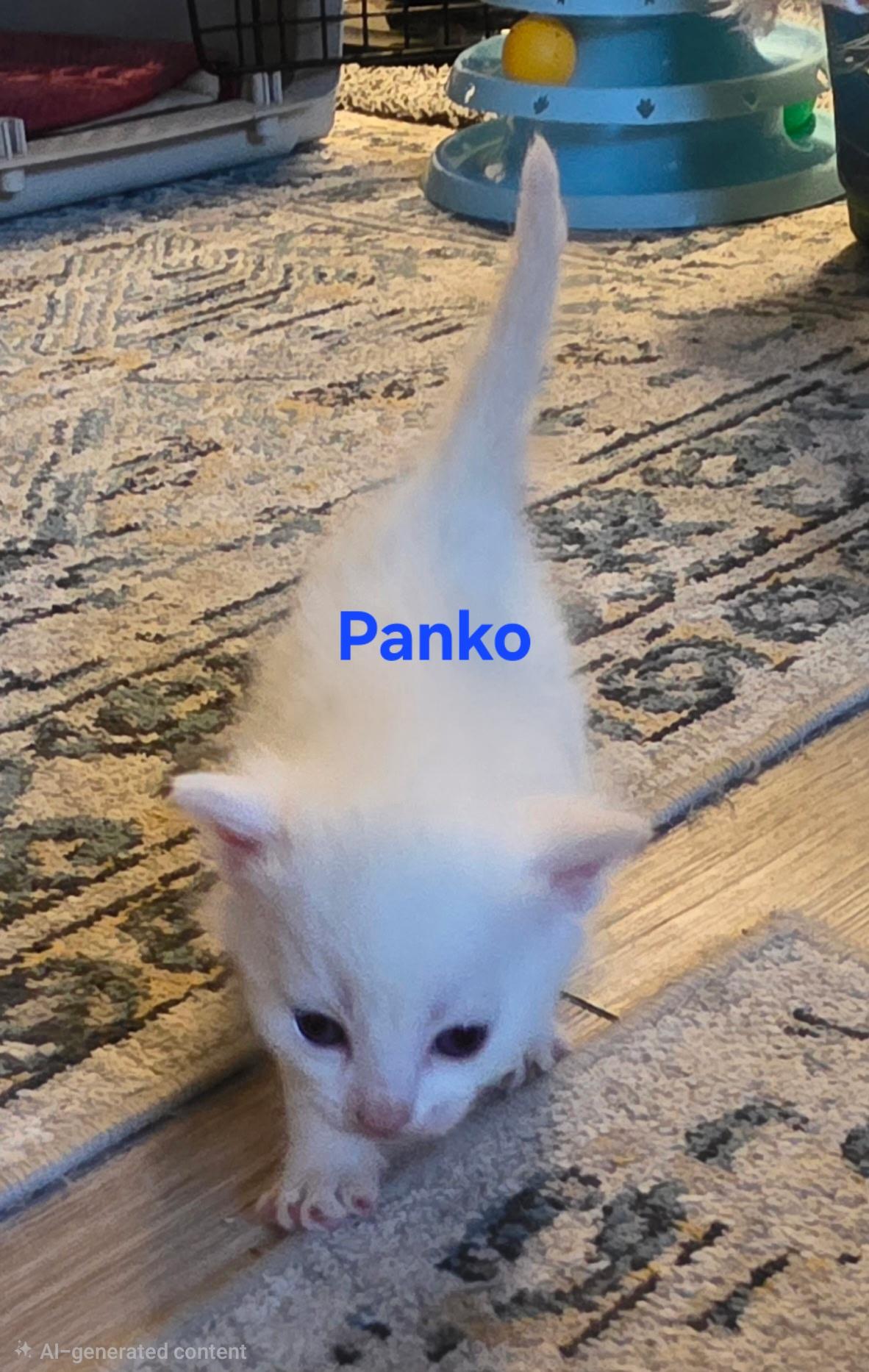 Enlarge Panko, a ADOPTABLE mixed breed in Jamesville, NY image 1/1