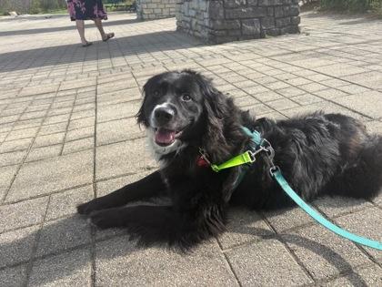 Kierra, Adoptable, Adult Female Mixed Breed & Mixed Breed.