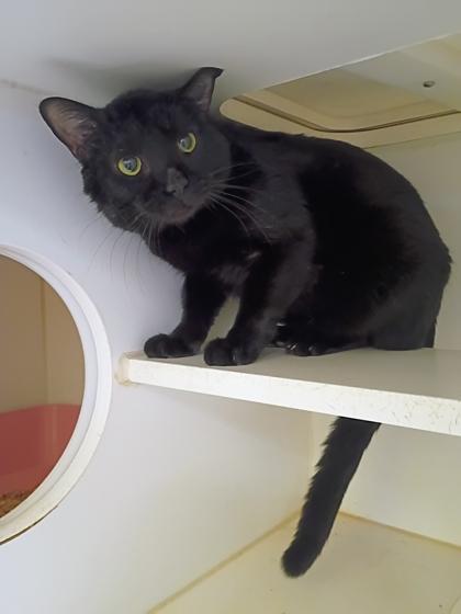 Enlarge Spike, a Adoptable mixed breed in Beatrice, NE image 1/3