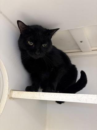 Enlarge Spike, a Adoptable mixed breed in Beatrice, NE image 2/3