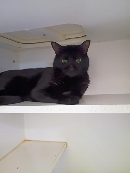 Enlarge Spike, a Adoptable mixed breed in Beatrice, NE image 3/3