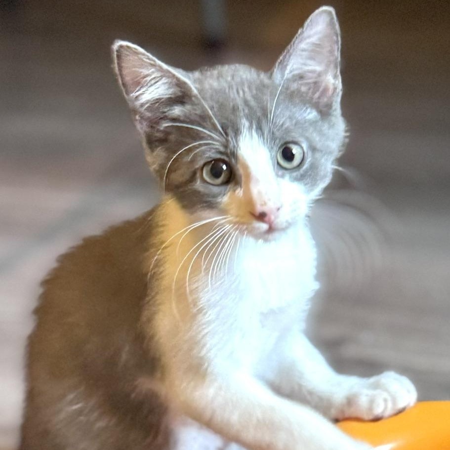 Panda, Adoptable, Kitten Male Domestic Short Hair.