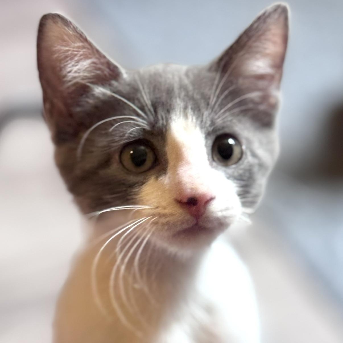 Enlarge Panda, a Adoptable Domestic Short Hair in Sedalia, MO image 3/3