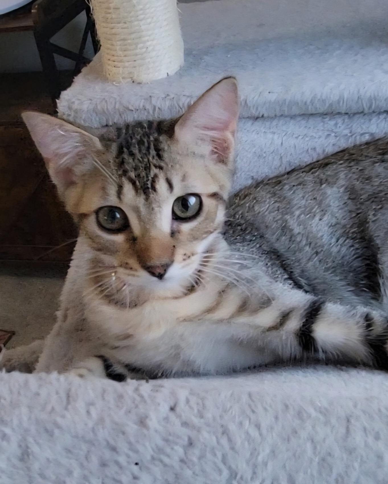 Enlarge Kodiak, a Adoptable Domestic Short Hair in Litchfield Park, AZ image 2/2
