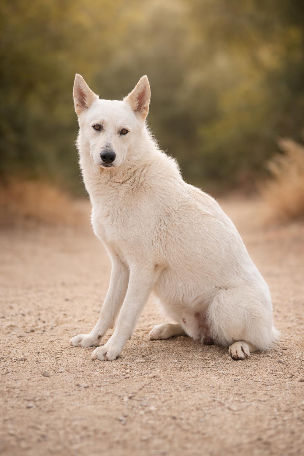 Enlarge Miklo, an adopted German Shepherd Dog in Irvine, CA image 5/6