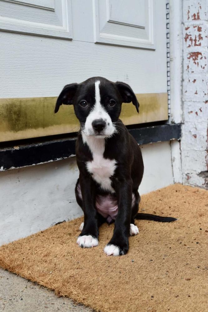 Penelope, Adoptable, Puppy Female Mixed Breed.