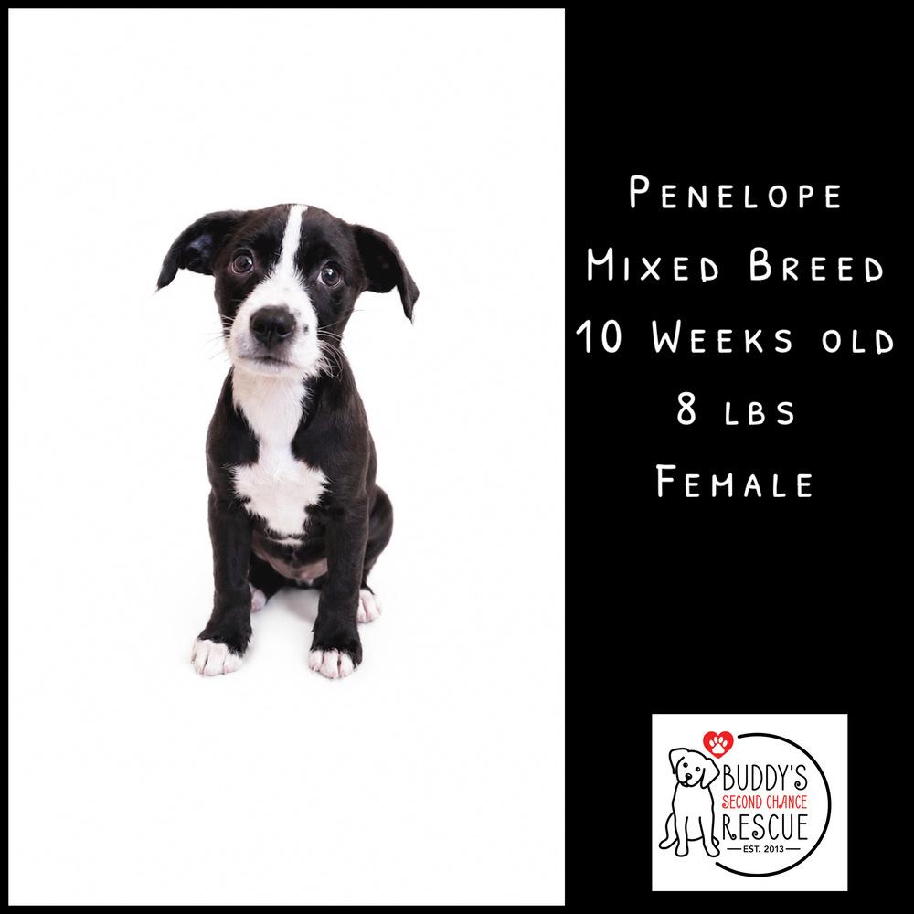 Enlarge Penelope, a Adoptable mixed breed in Amherst, NY image 2/6