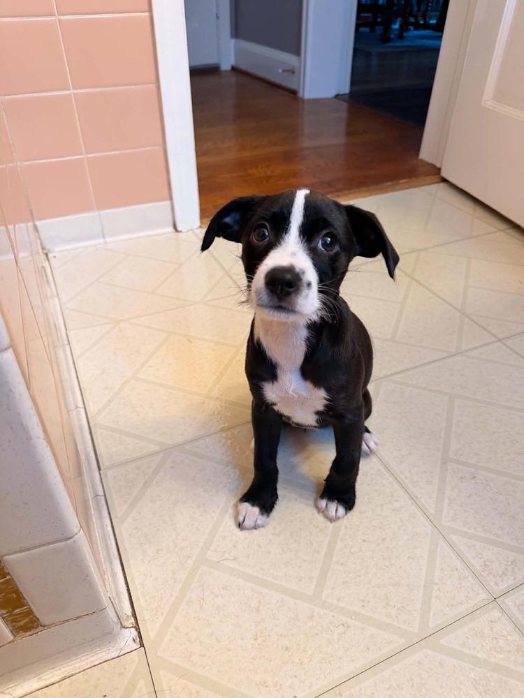 Enlarge Penelope, a Adoptable mixed breed in Amherst, NY image 3/6