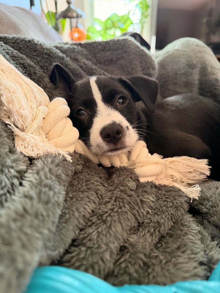 Enlarge Penelope, a Adoptable mixed breed in Amherst, NY image 4/6
