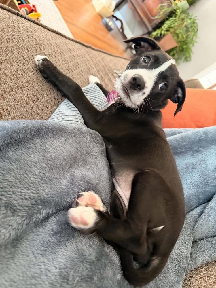 Enlarge Penelope, a Adoptable mixed breed in Amherst, NY image 5/6