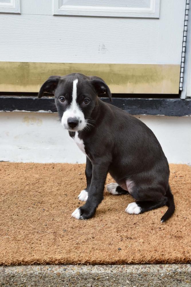 Enlarge Penelope, a Adoptable mixed breed in Amherst, NY image 6/6